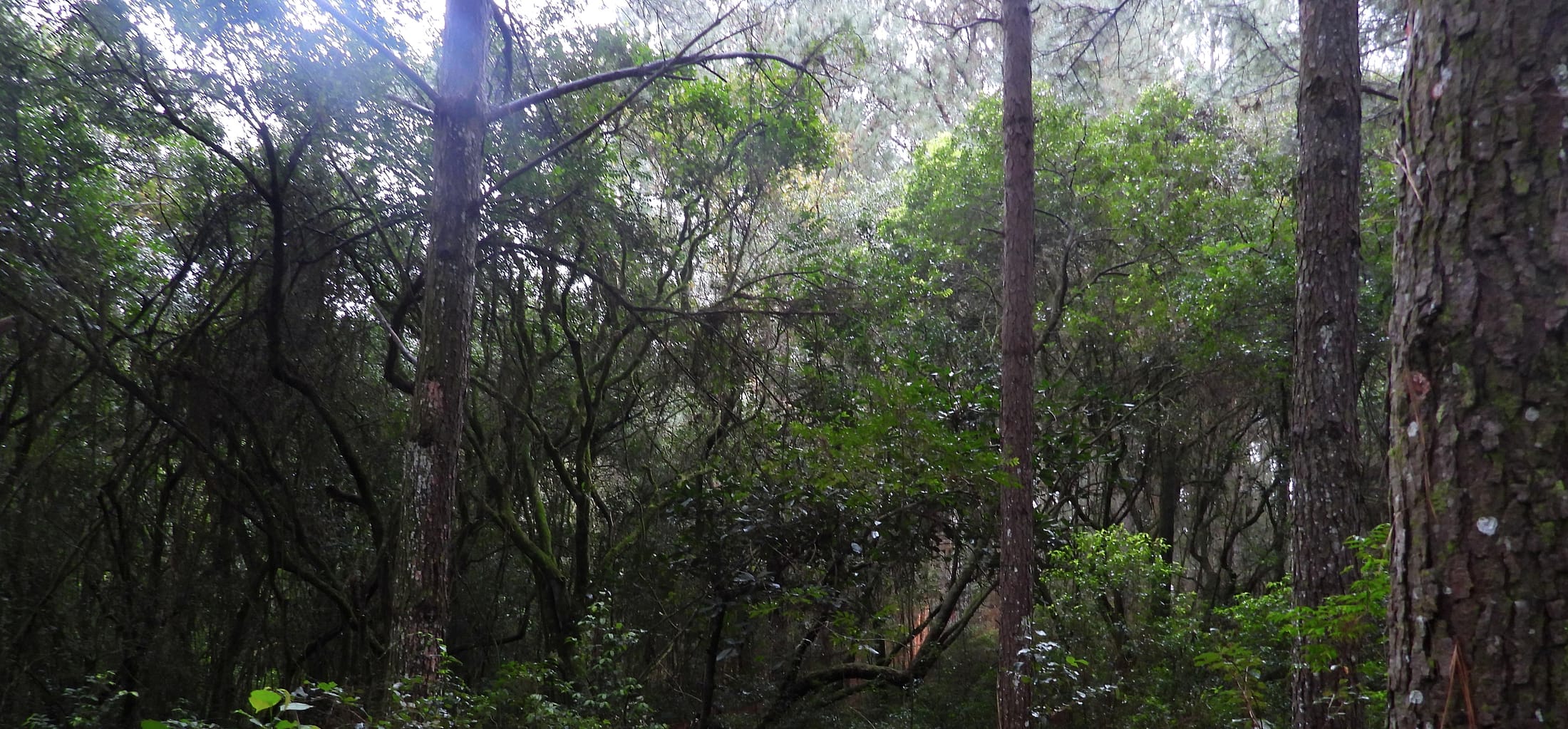 Troncos altos e retos de pinus erguendo-se entre a vegetação nativa mais baixa e emaranhada.