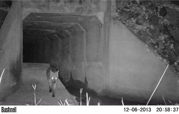 Registro noturno de câmera-trap: um animal silvestre atravessa uma passagem de fauna sob uma via.